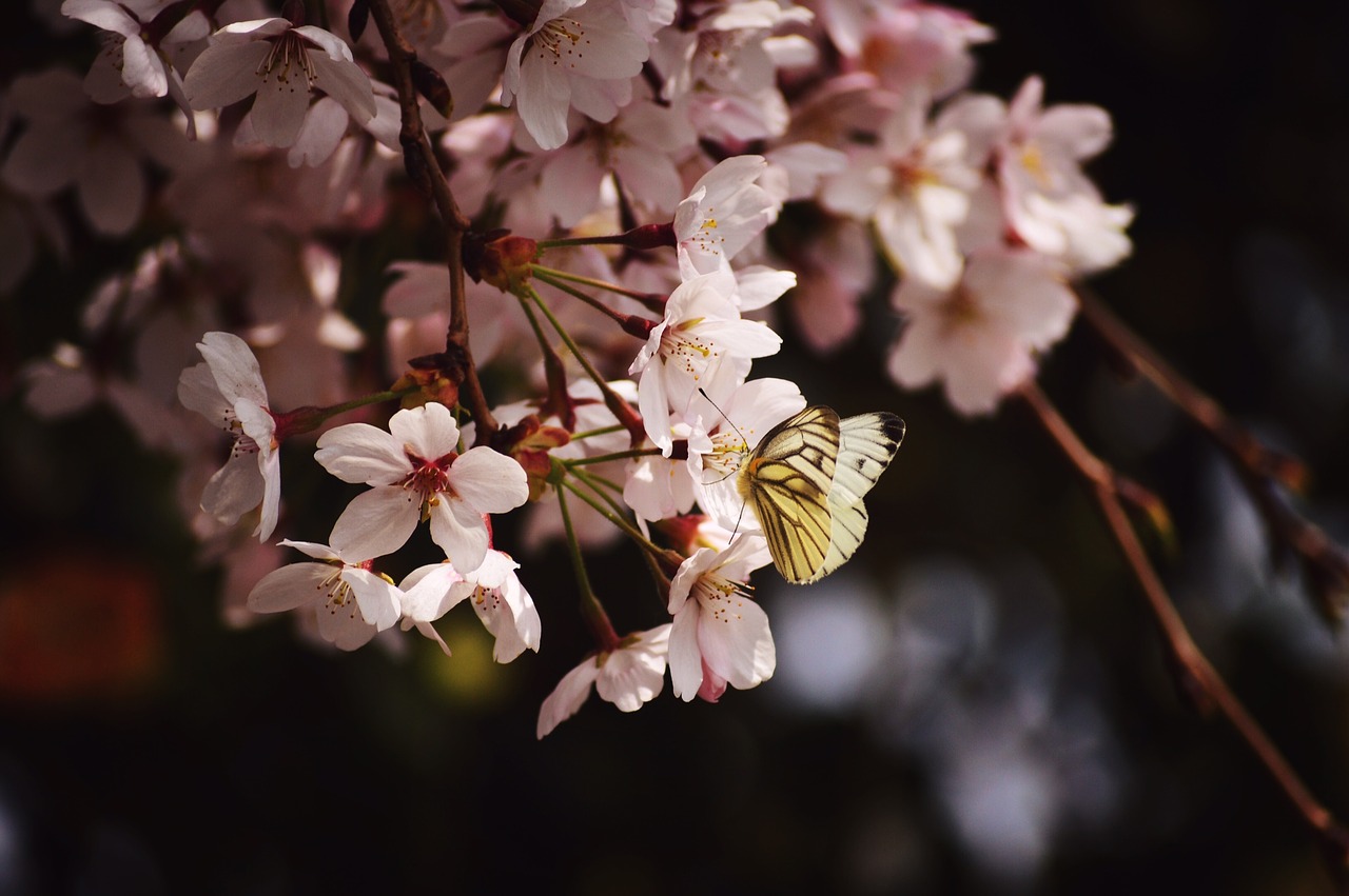 bloom blossom butterfly free photo