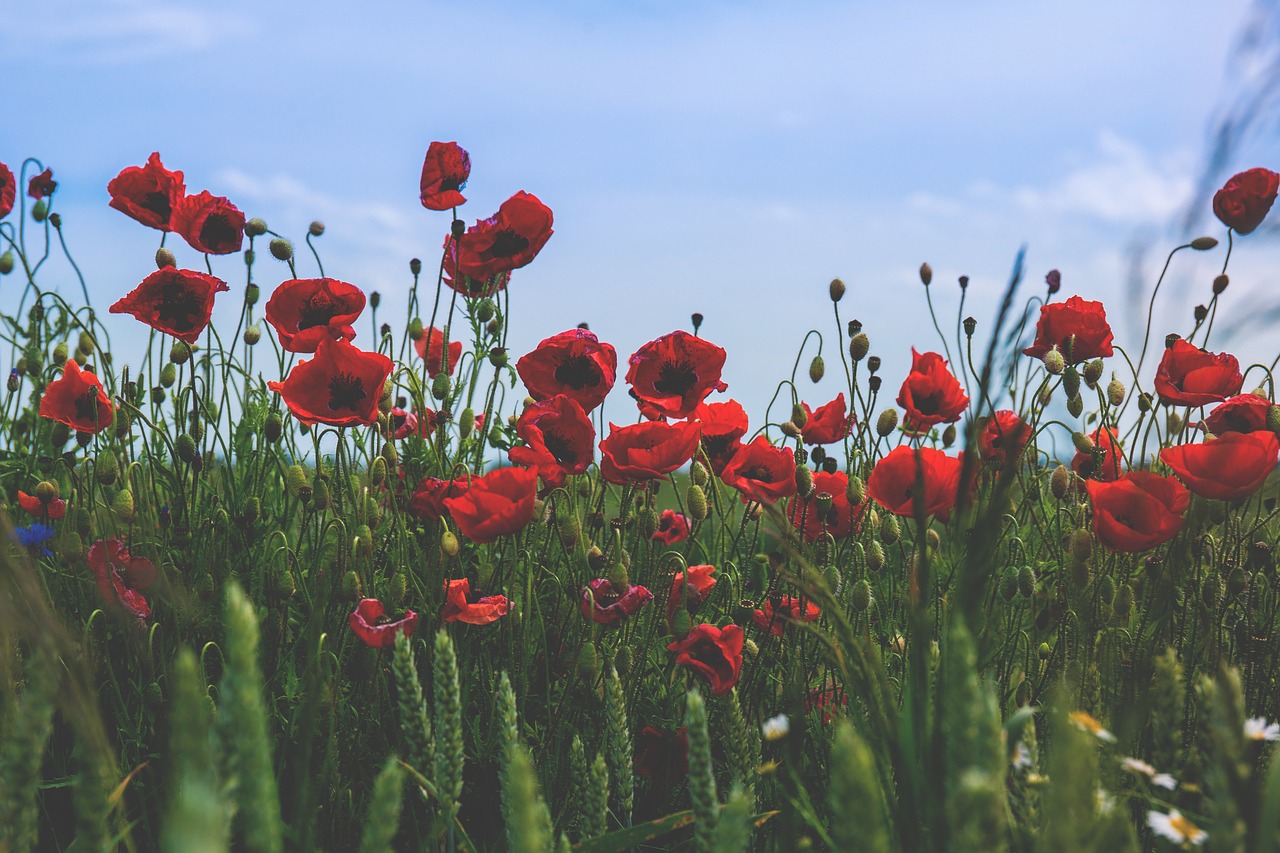 bloom blossom field free photo