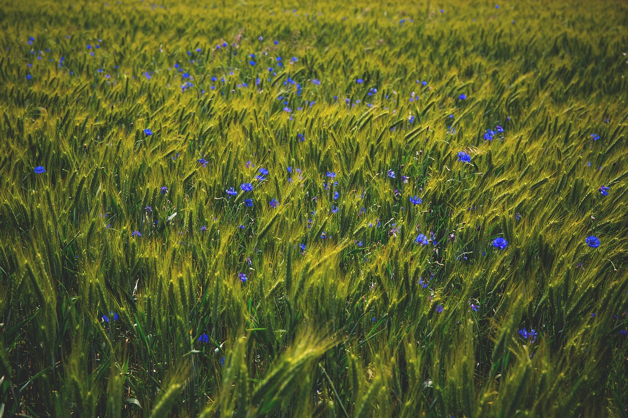 bloom blossom field free photo