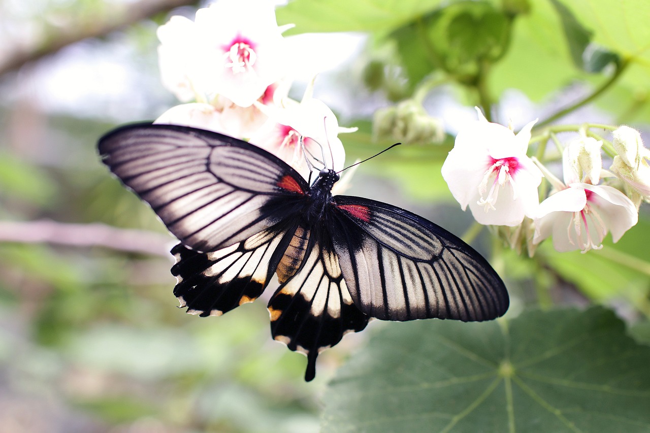 bloom blossom butterfly free photo