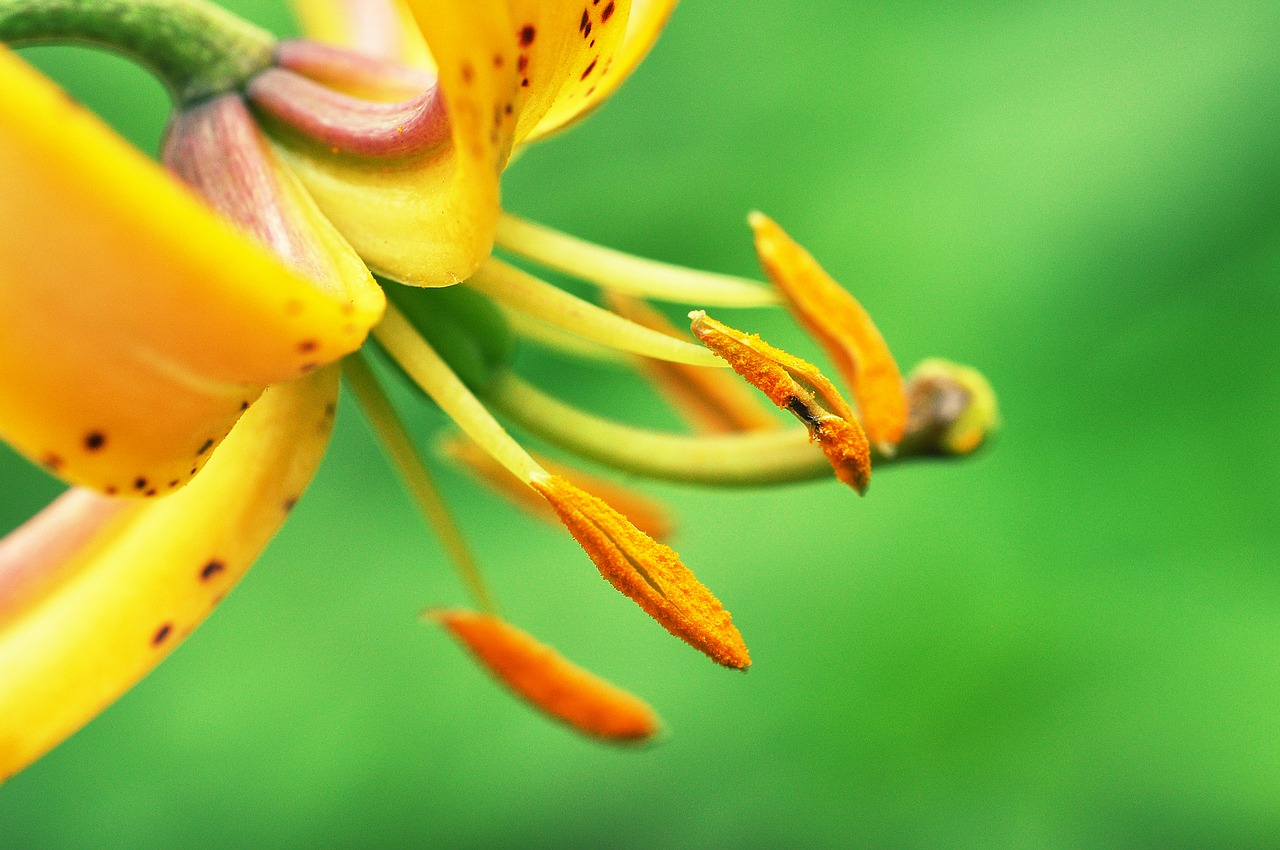 bloom blossom close-up free photo