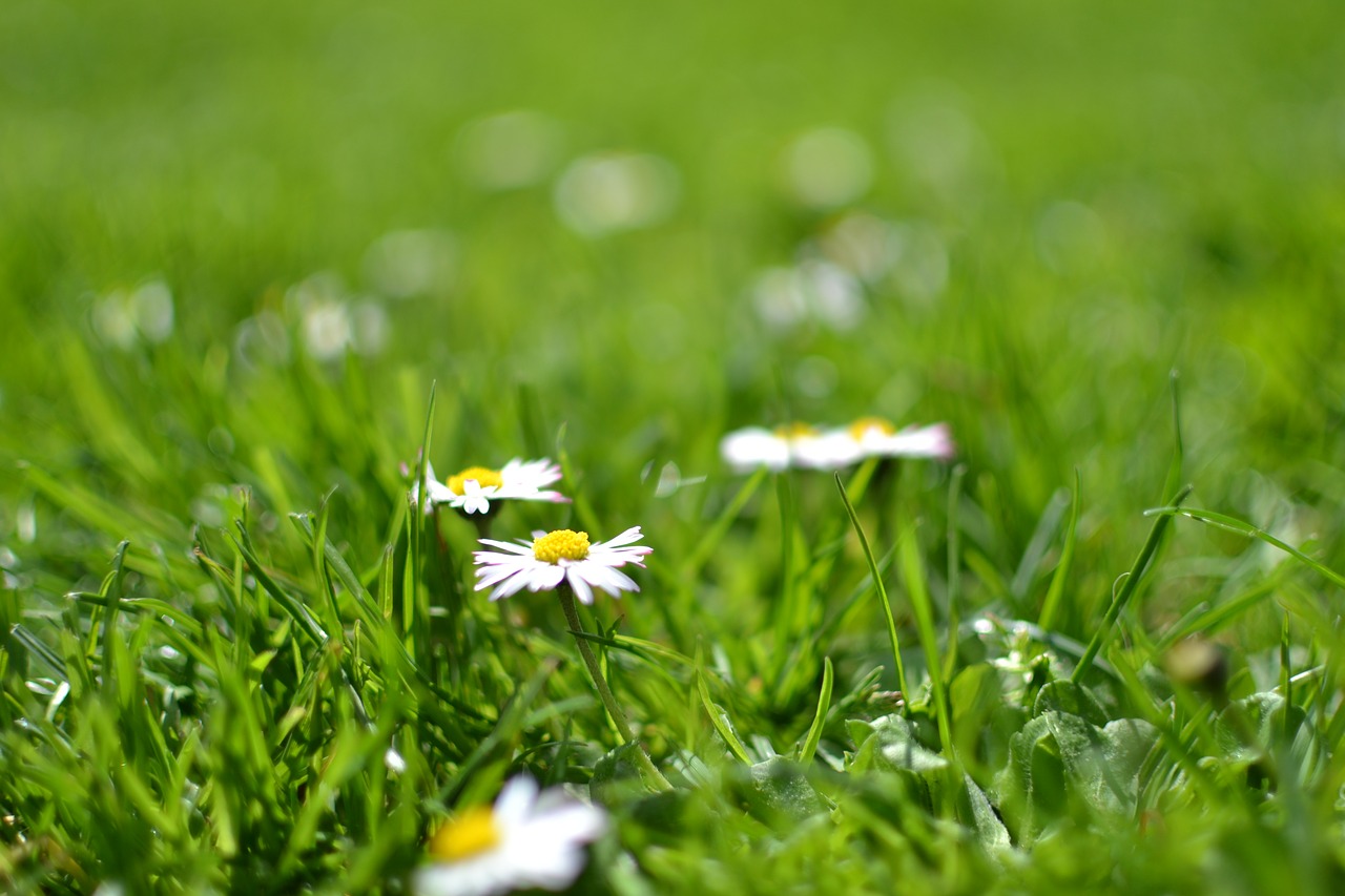 bloom blossom daisies free photo