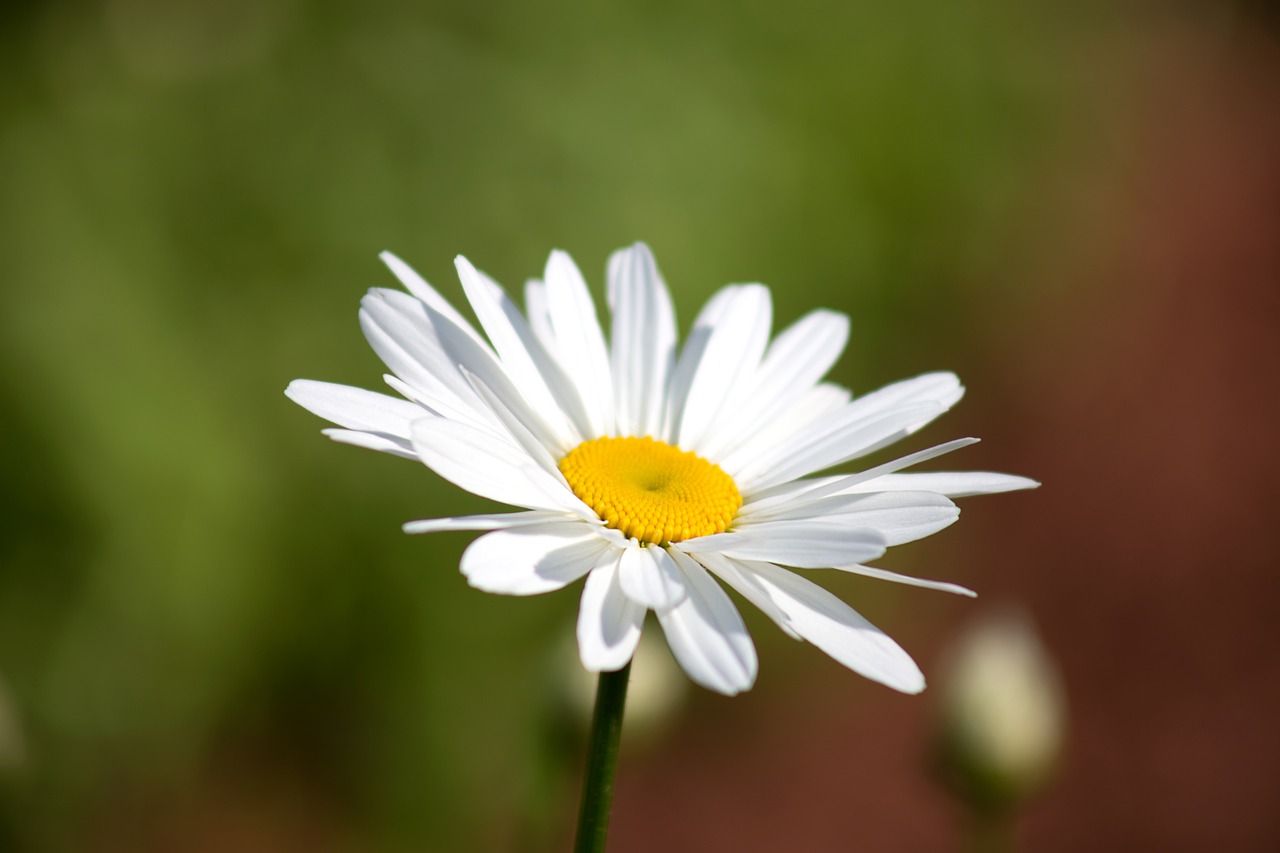 bloom blossom daisy free photo