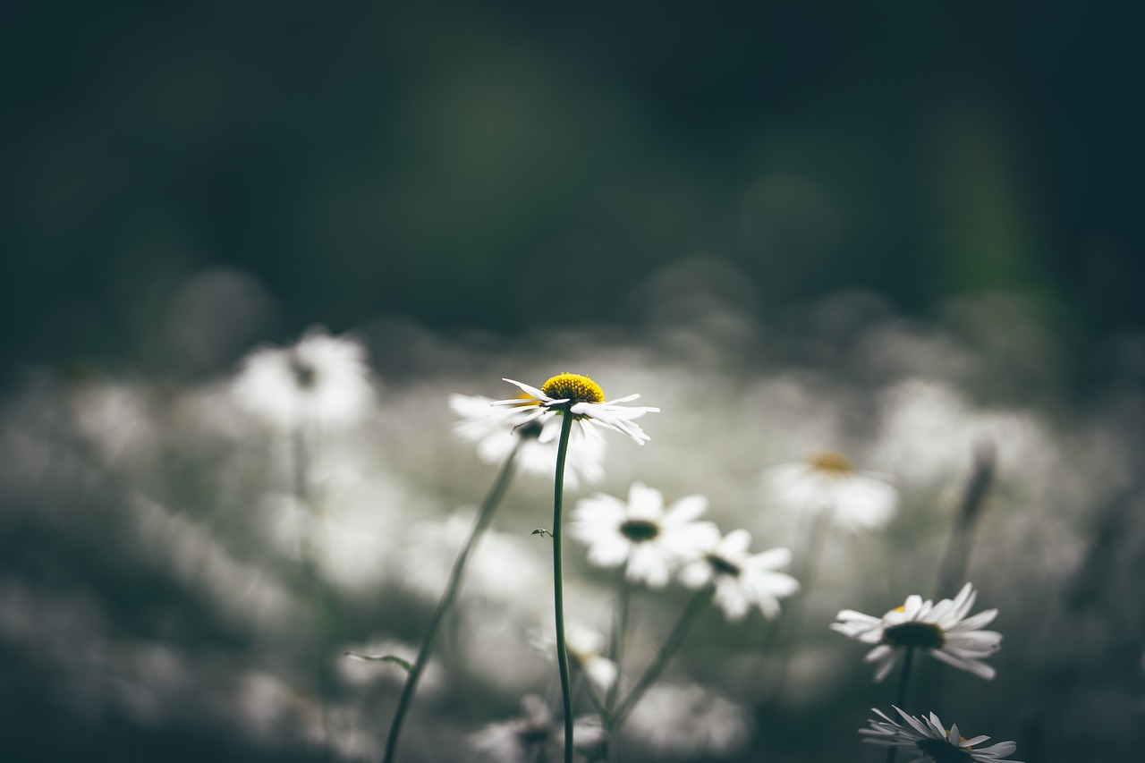 bloom blossom field free photo