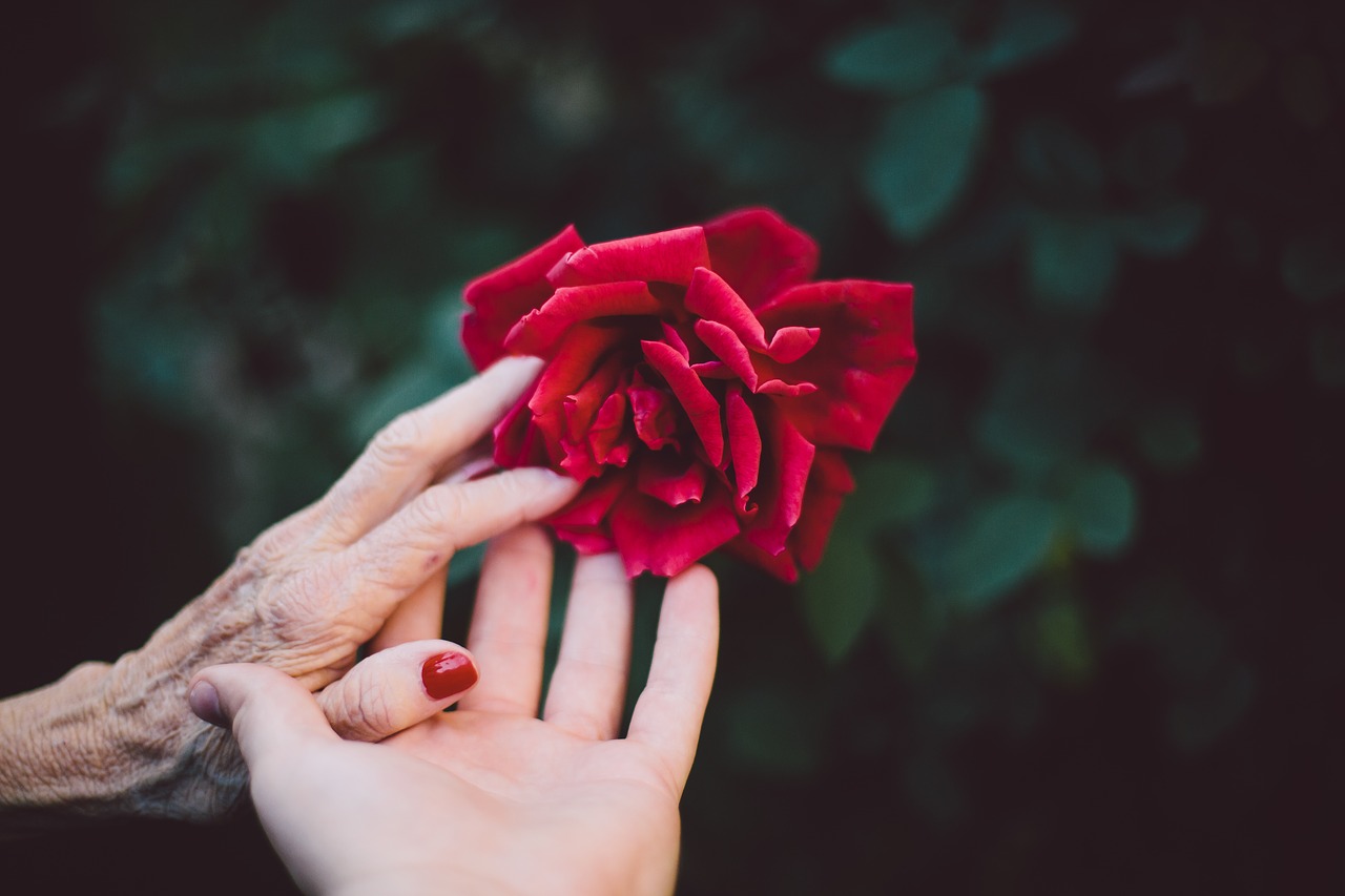 bloom blossom elderly free photo