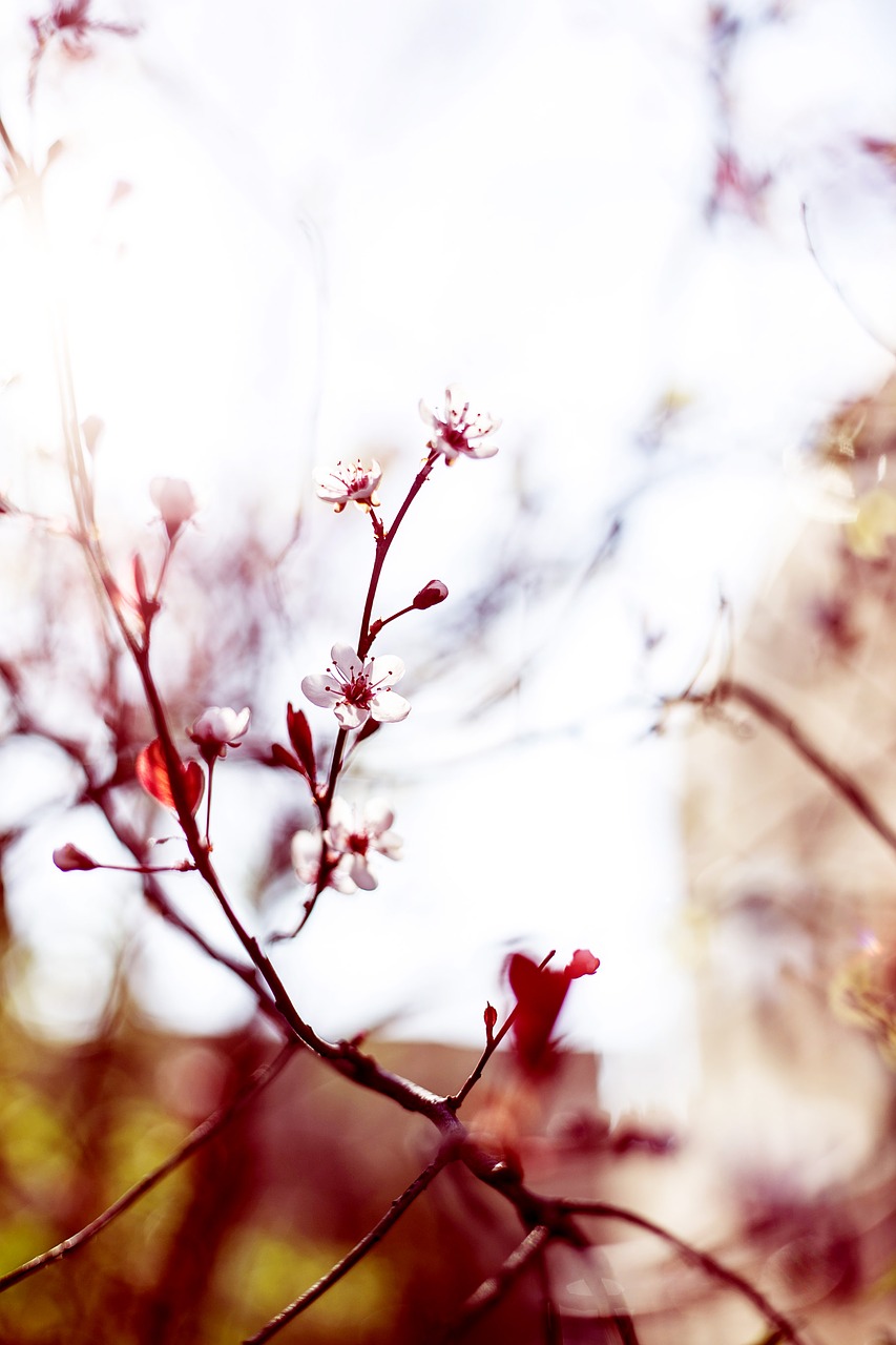 bloom blossom branches free photo