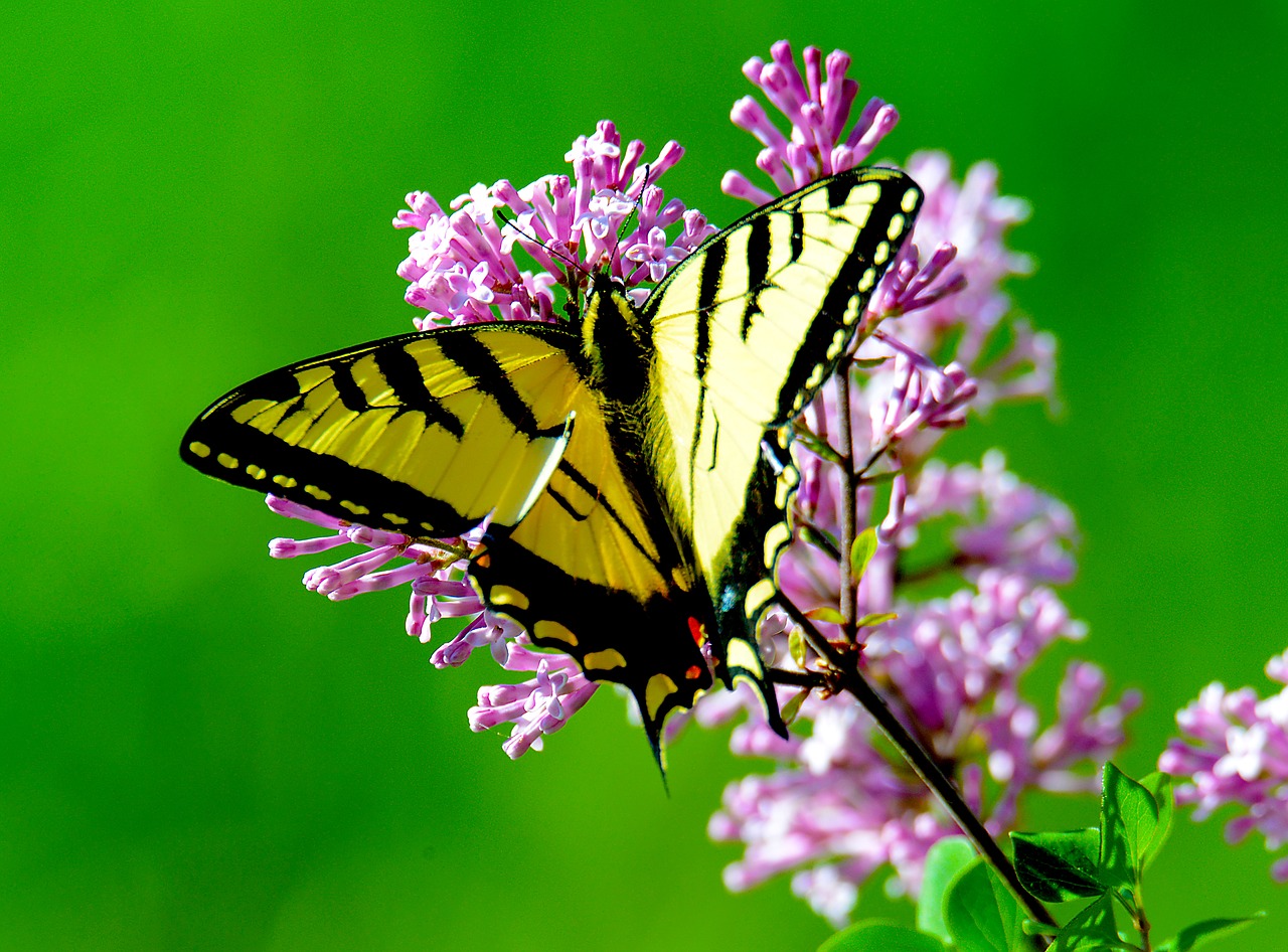 bloom blossom butterfly free photo