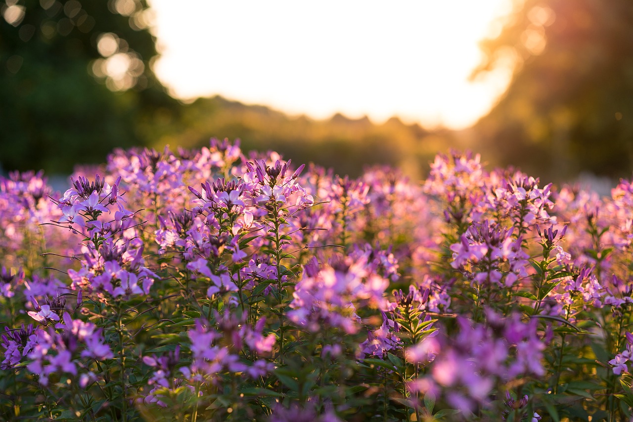 bloom blossom depth of field free photo