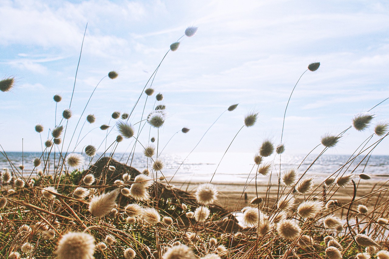 bloom blossom dandelions free photo