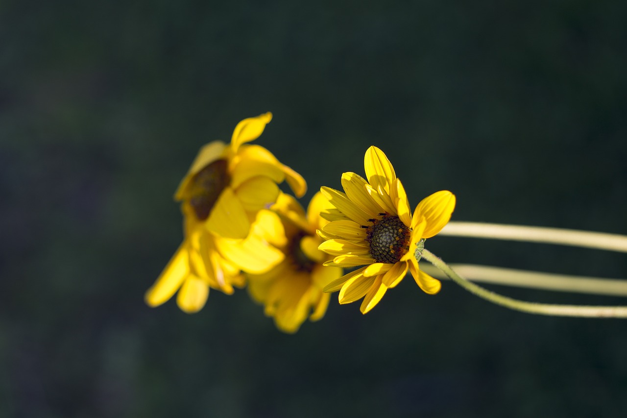 bloom flora flower free photo