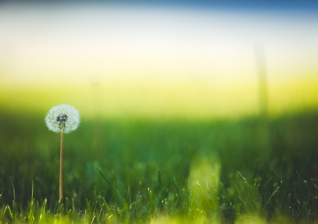 bloom blossom dandelion free photo