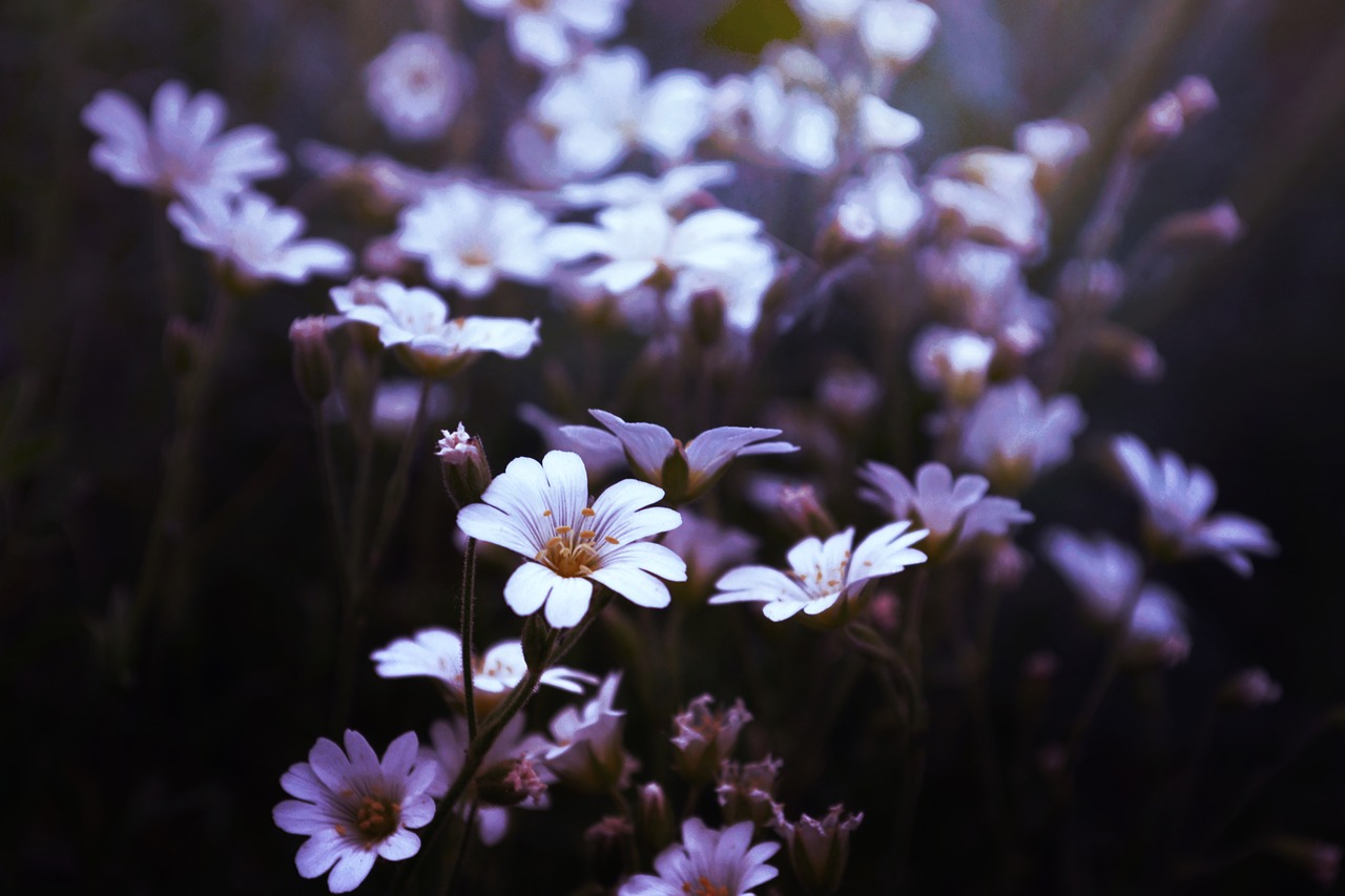 bloom blossom blur free photo