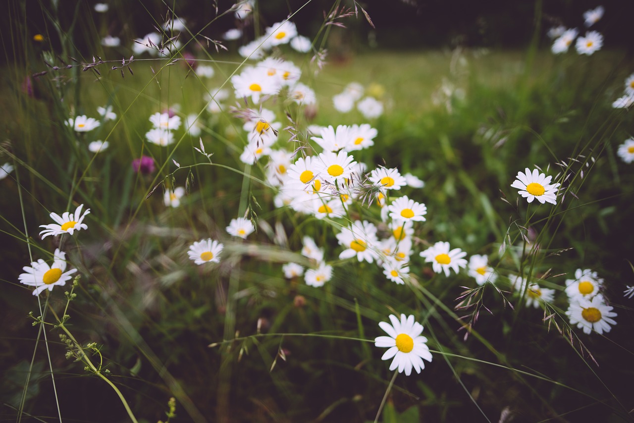 bloom blooming blossoms free photo