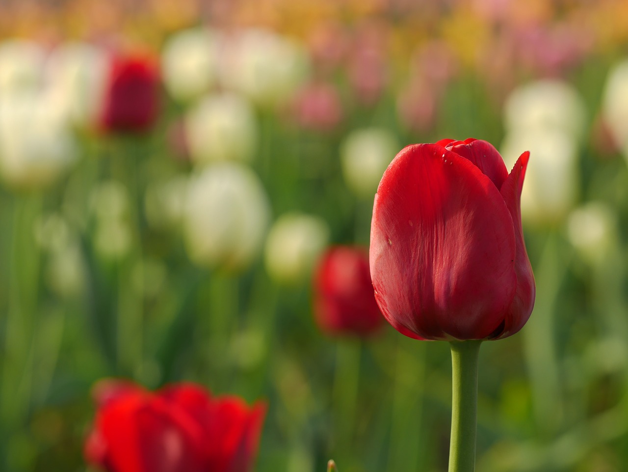 bloom blossom field free photo