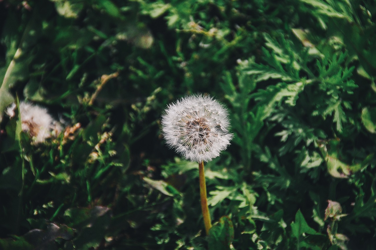 bloom blossom dandelion free photo