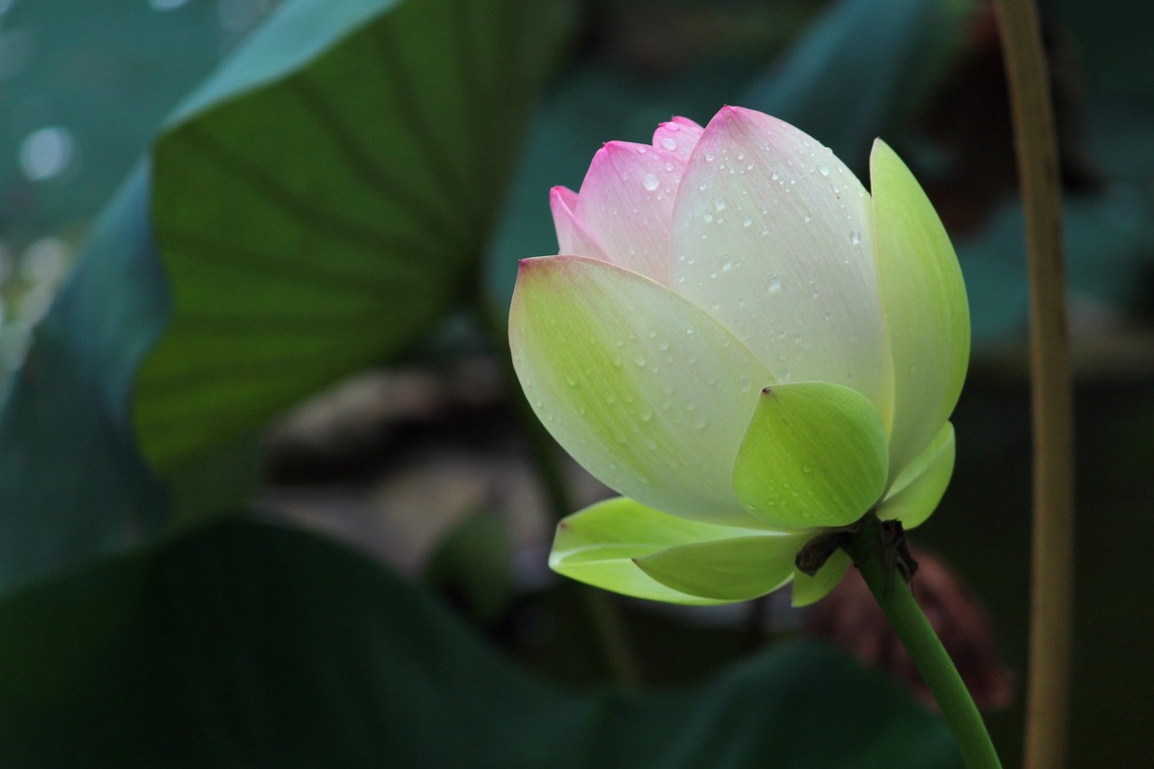 bloom rain lotus free photo