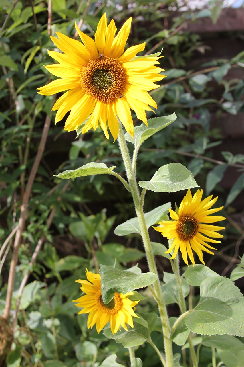 bloom flower sunflower free photo