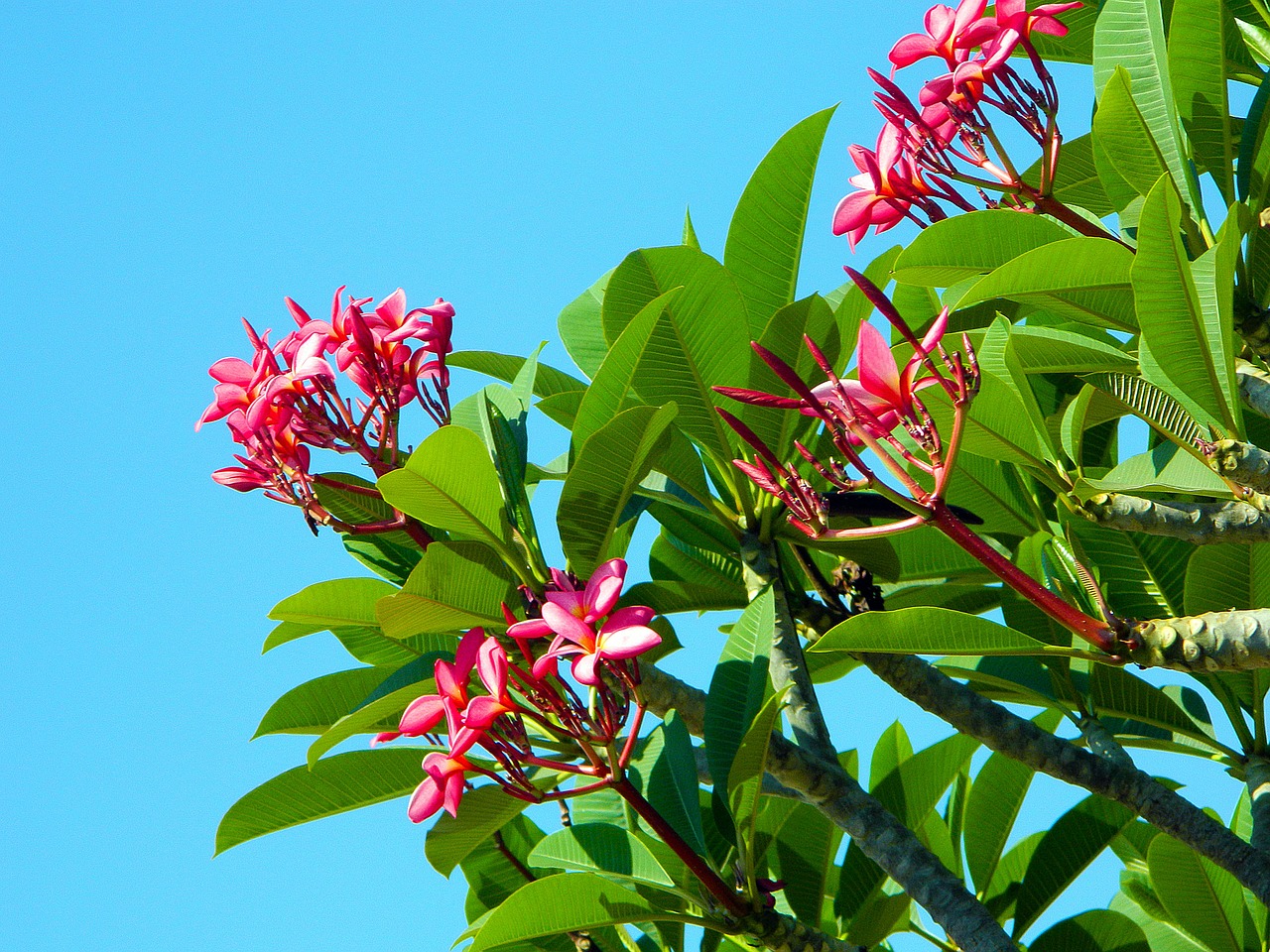 bloom pink tree free photo