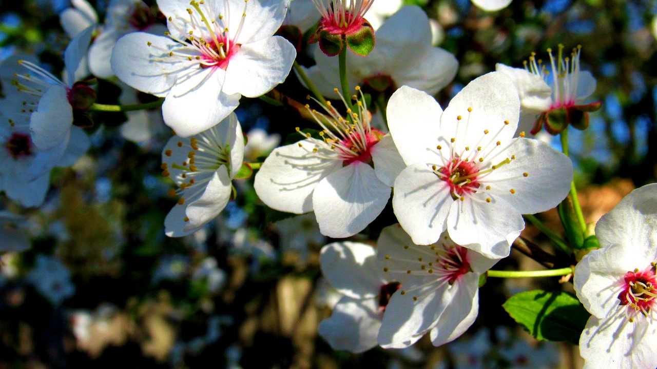 bloom plant spring free photo