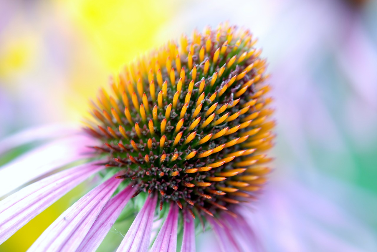 bloom colorful coneflower free photo