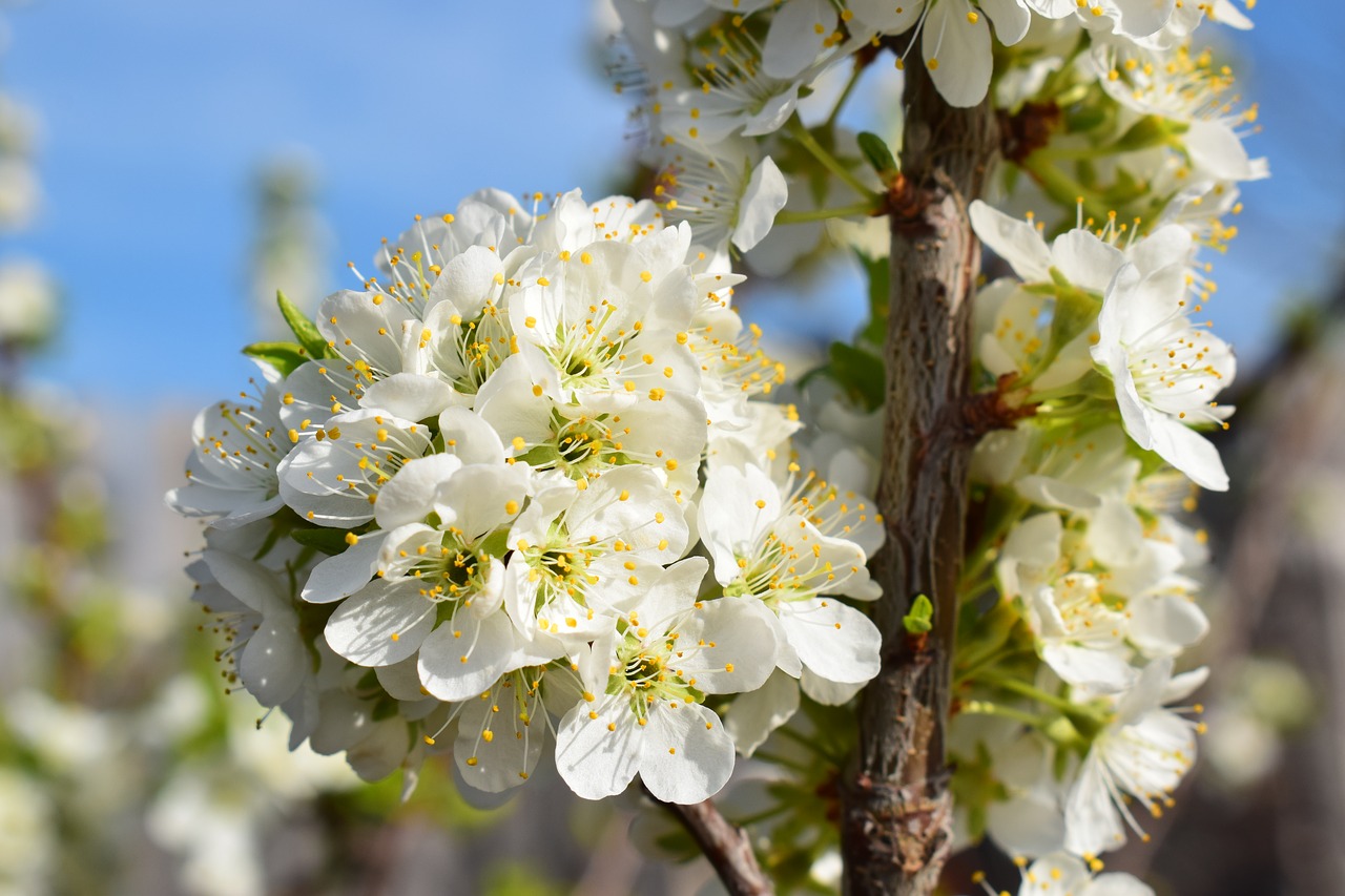 bloom spring nature free photo