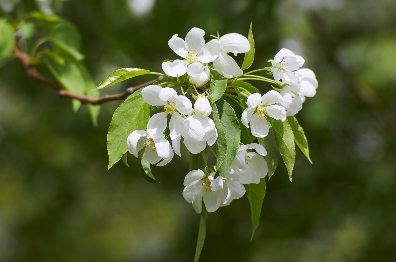 bloom apple tree spring free photo