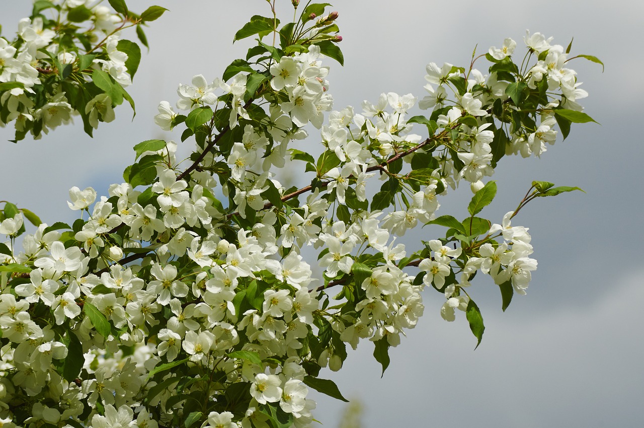 bloom apple tree spring free photo