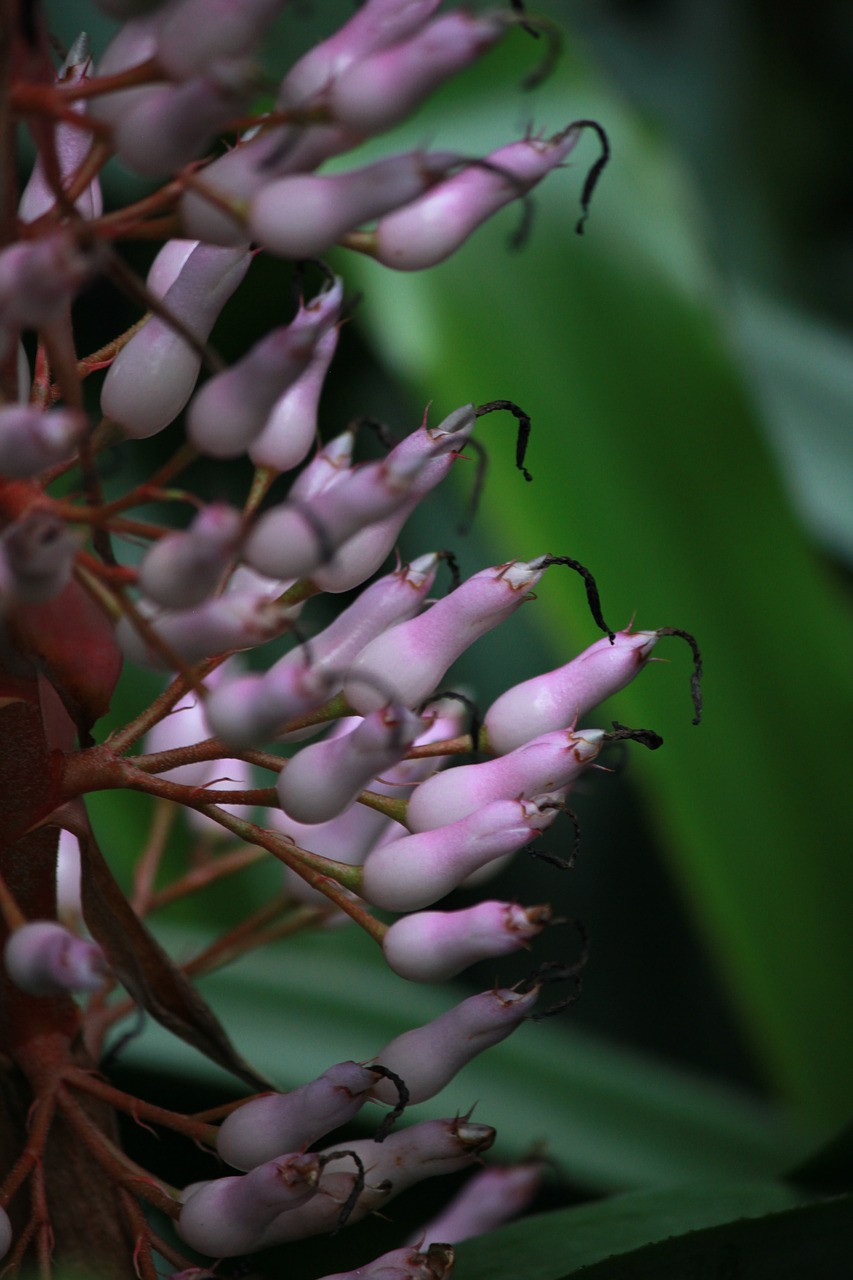 bloom rainforest tropical free photo