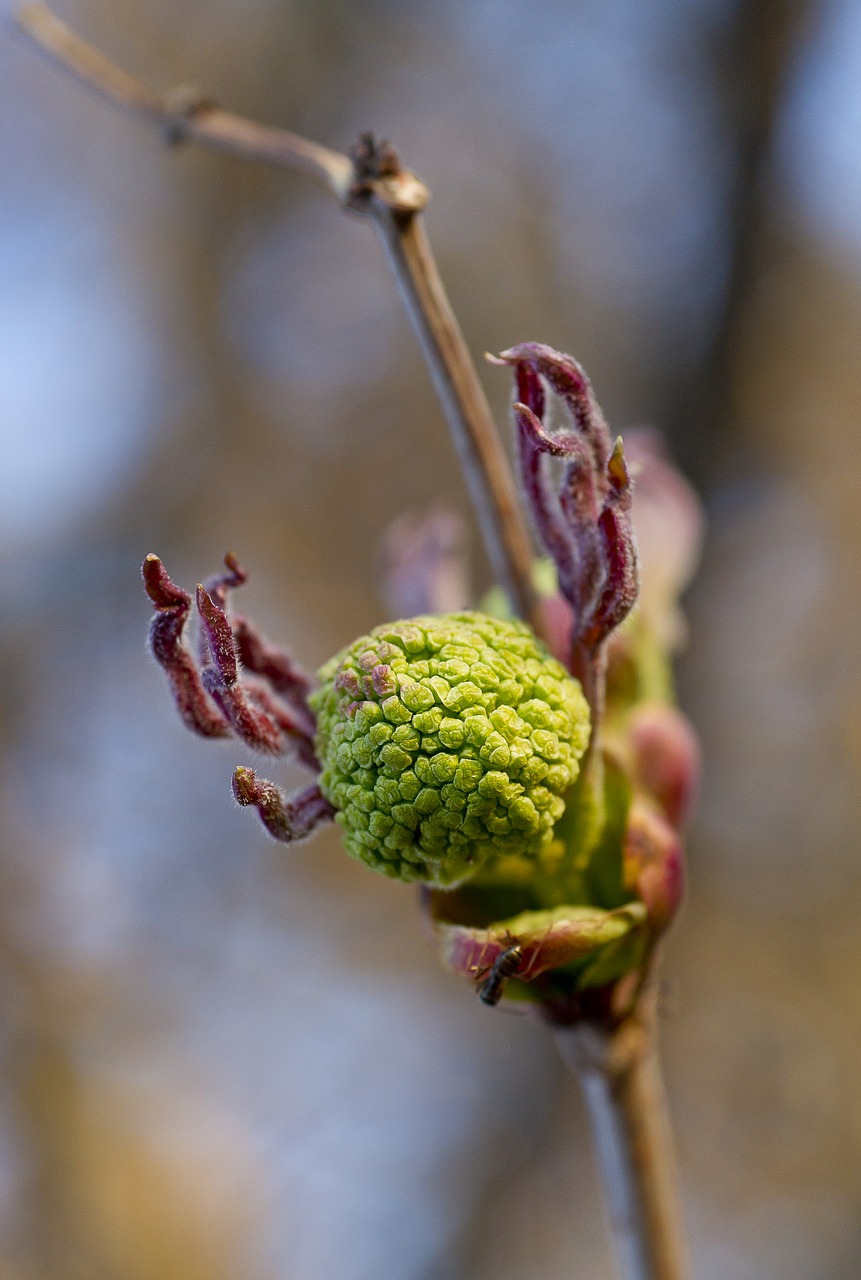 bloom rowan before flowering free photo