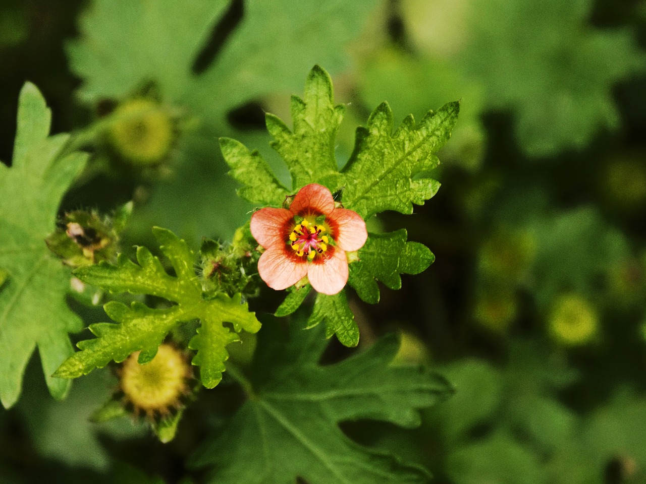 bloom wildflower nature free photo