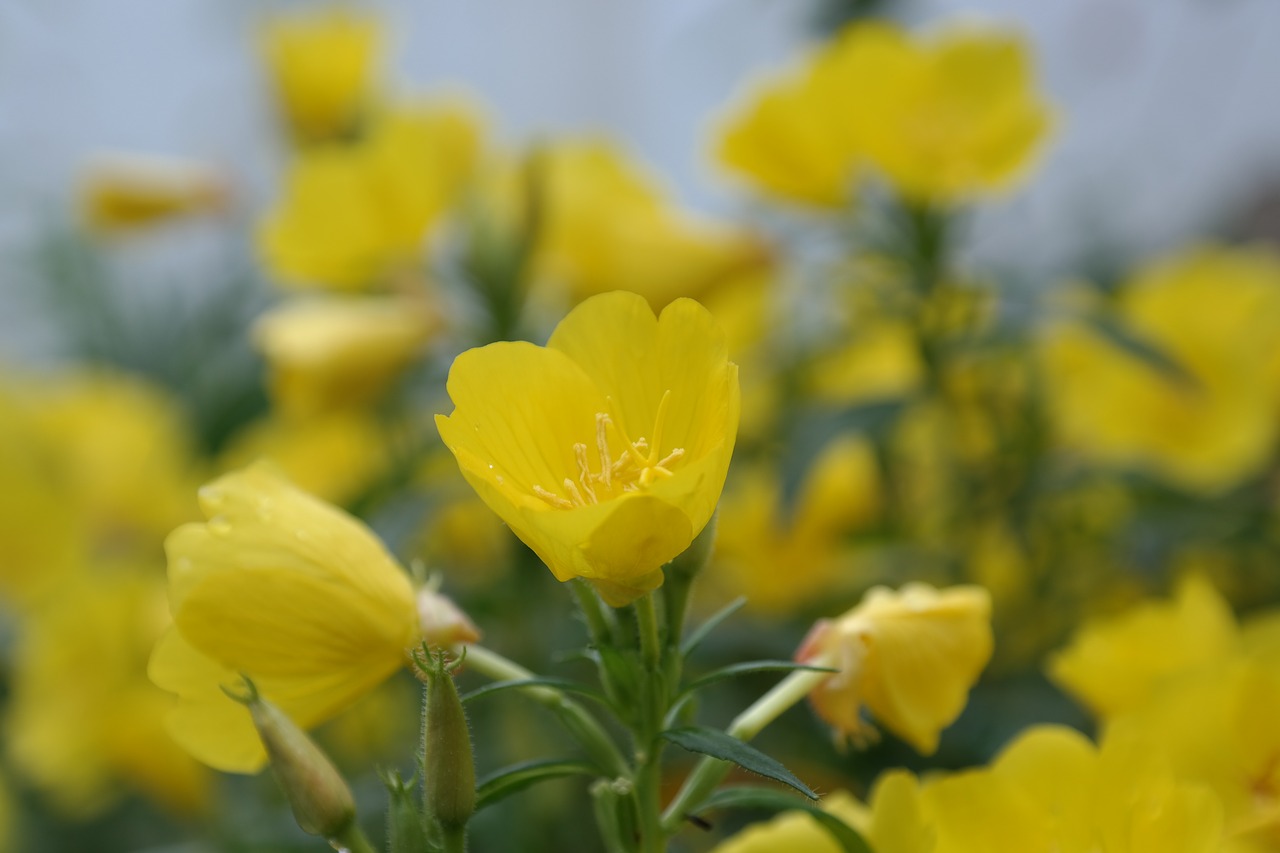 bloom flowers yellow free photo