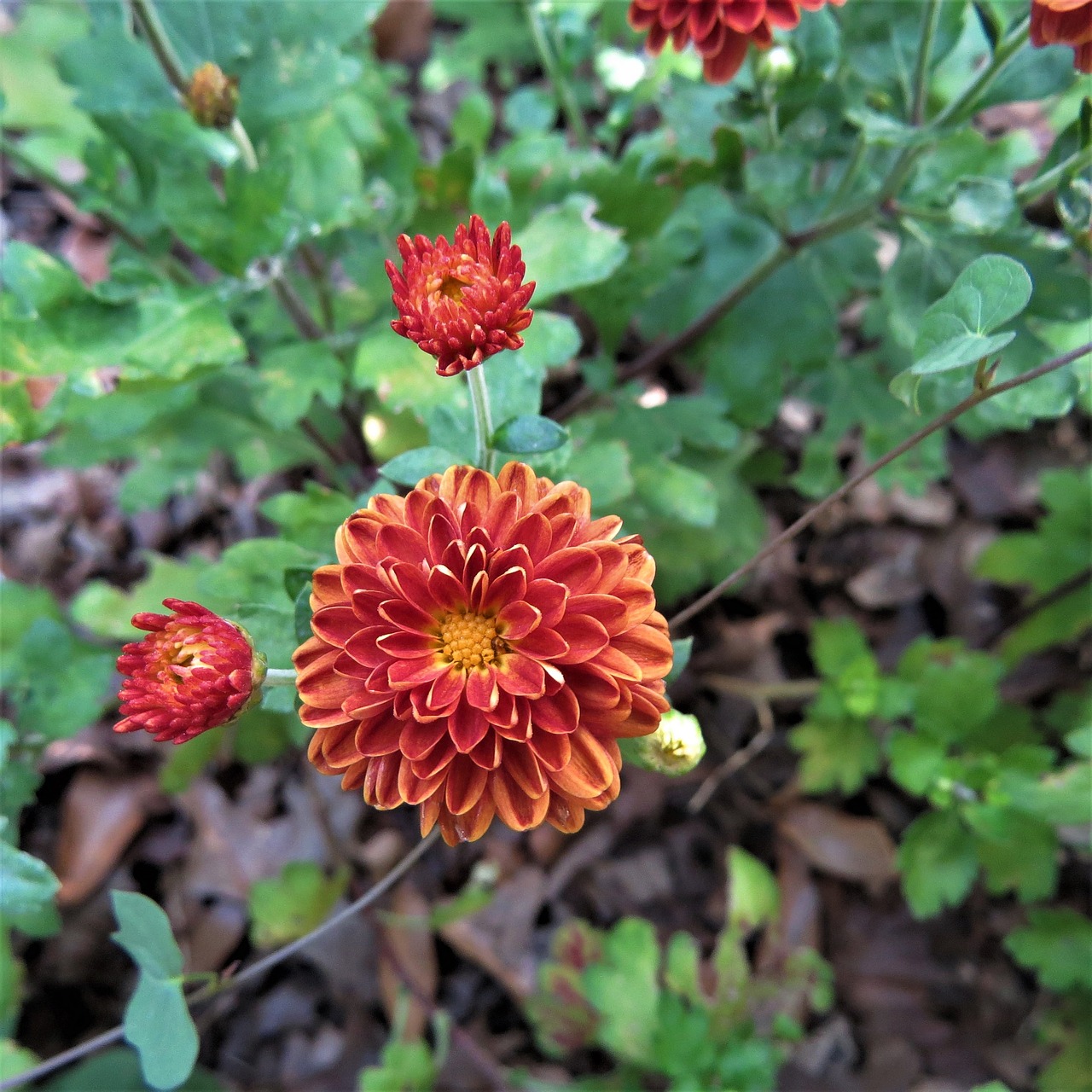 bloom orange flowers free photo