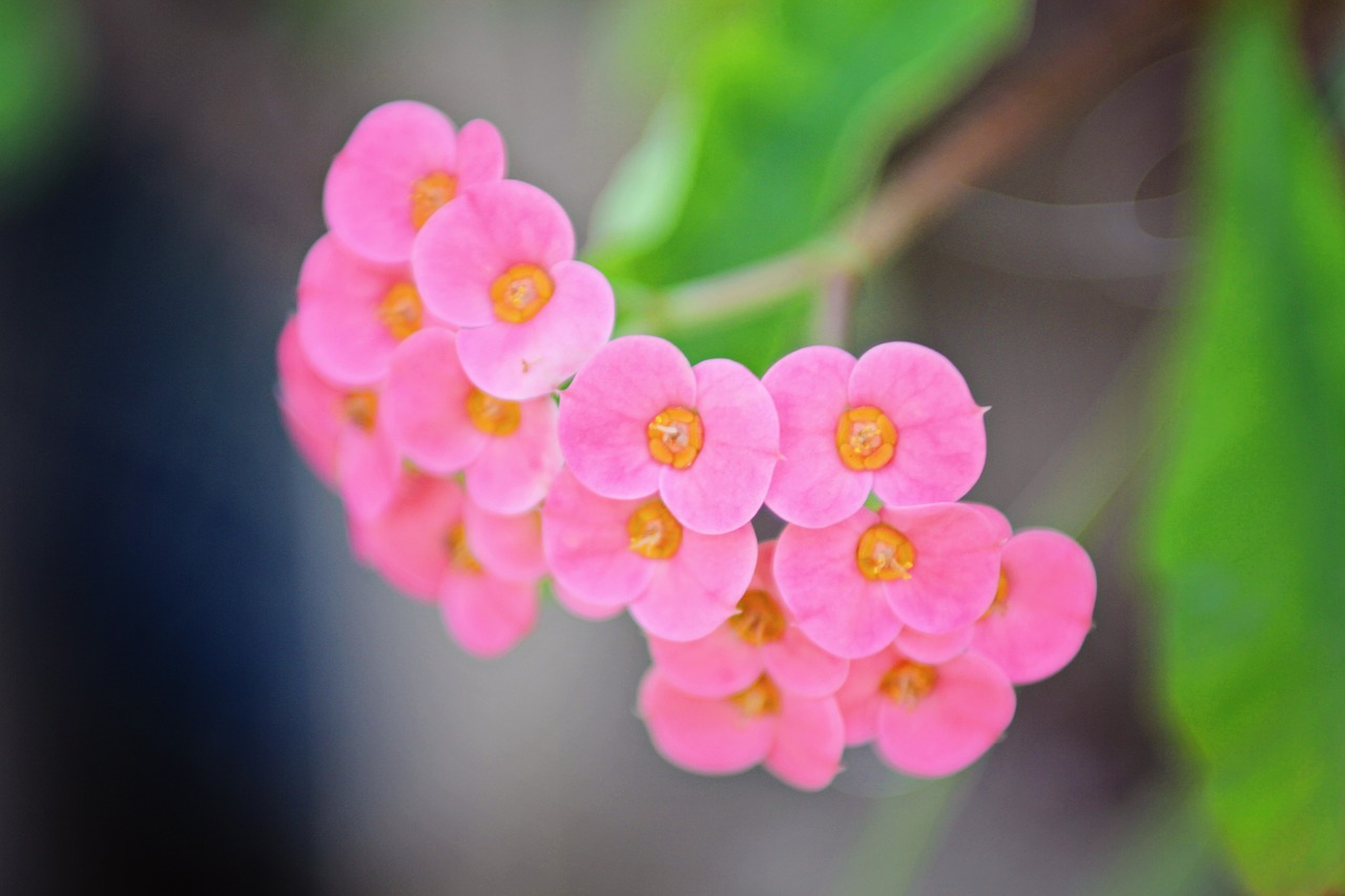 bloom flower pink free photo