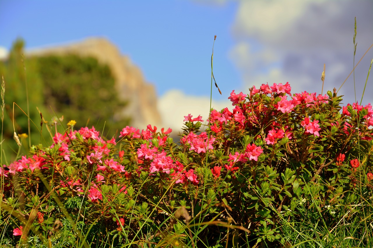 bloom nature beauty free photo