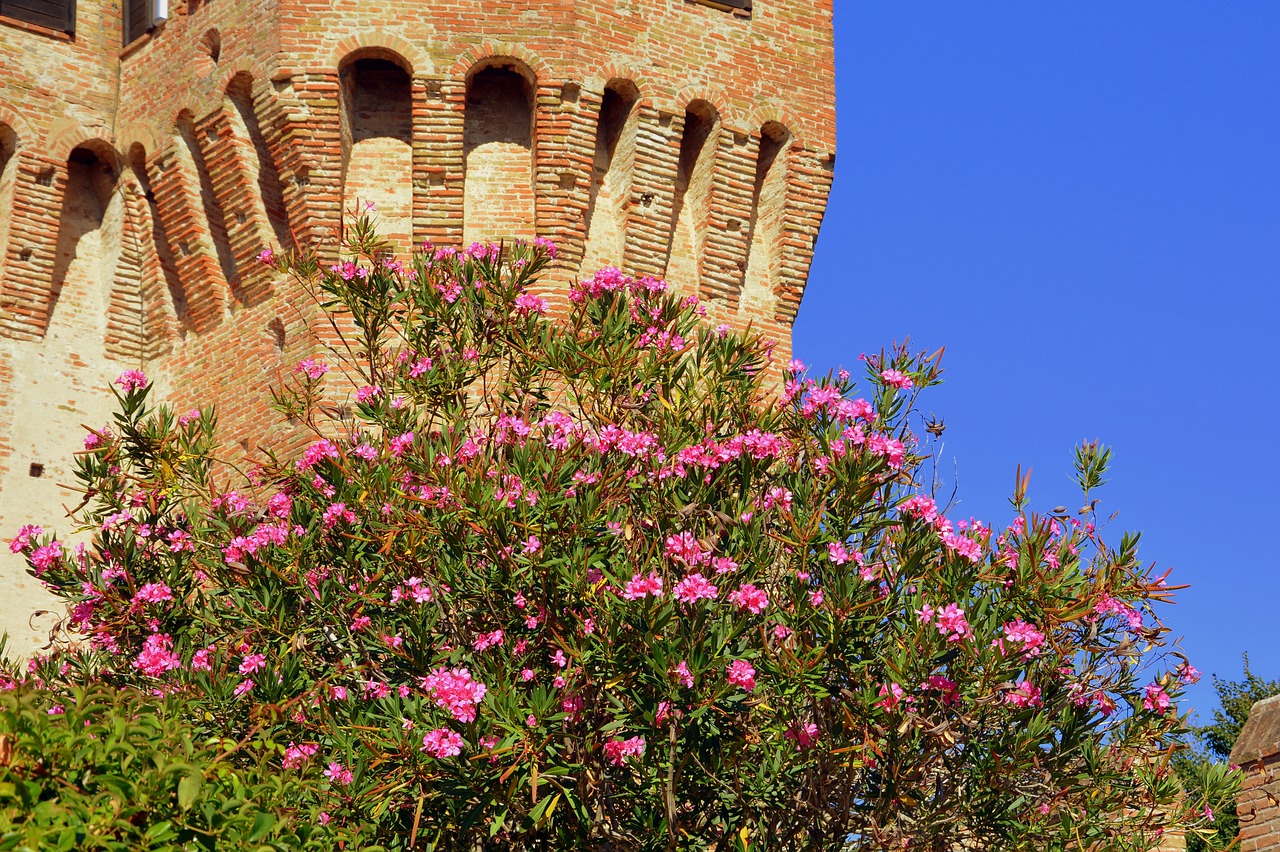 bloom torre castle free photo