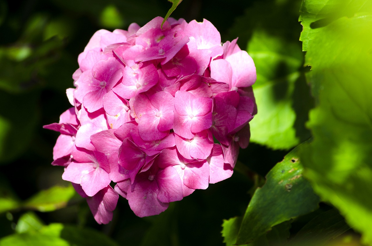 bloom flower pink summer free photo