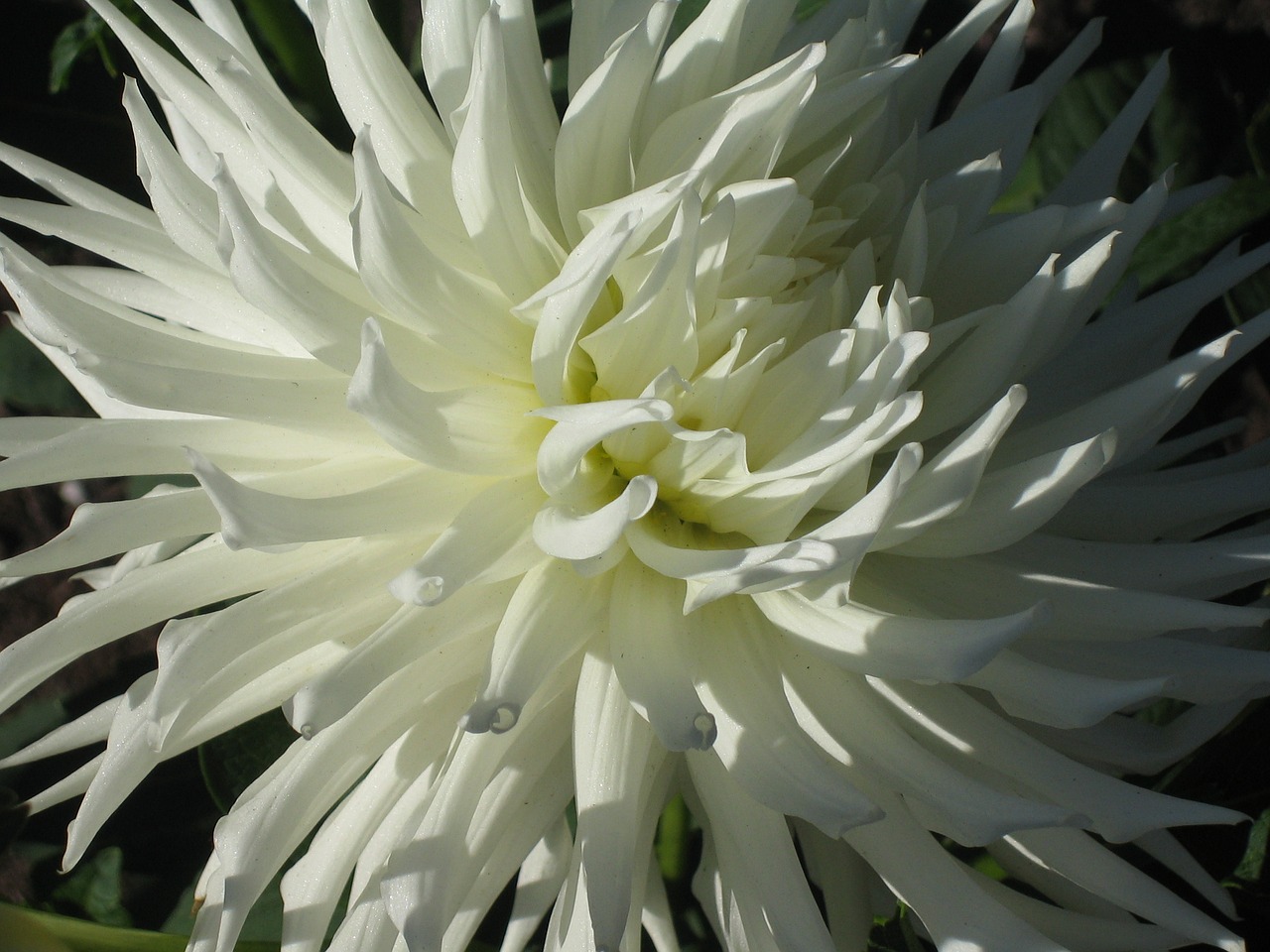 bloom white flowers botanical free photo