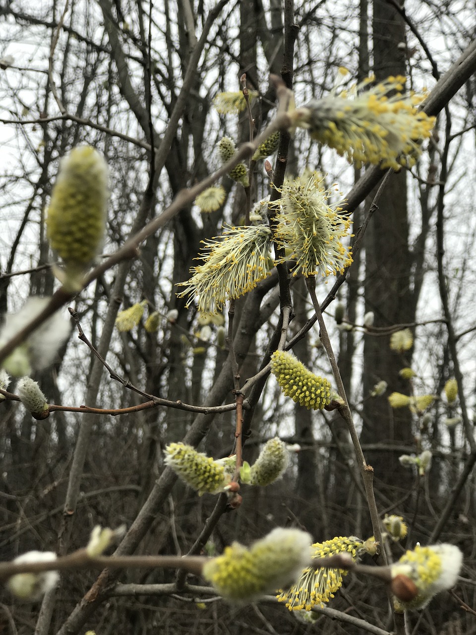 bloom of pussywillows free photo