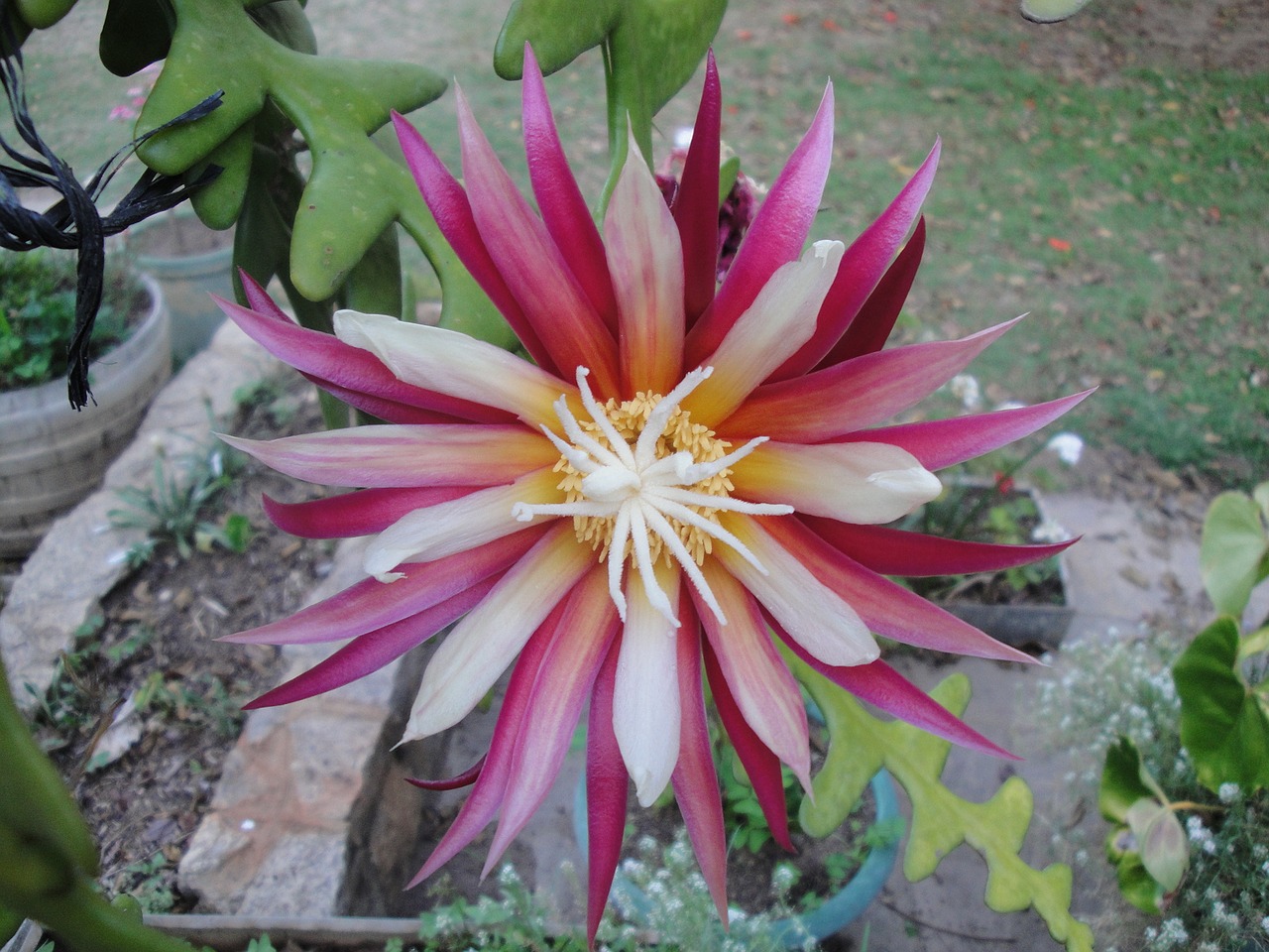 bloom cactus flower free photo