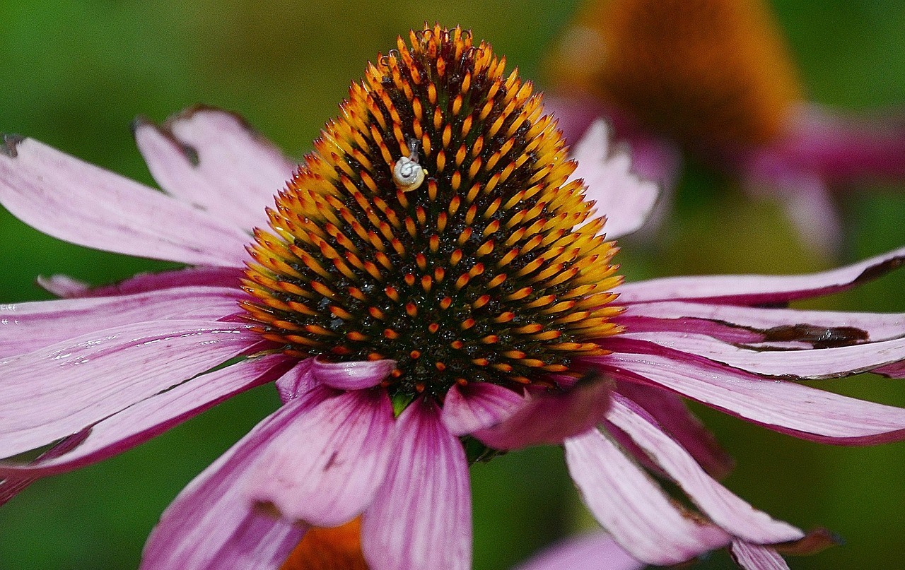 bloom colorful coneflower free photo