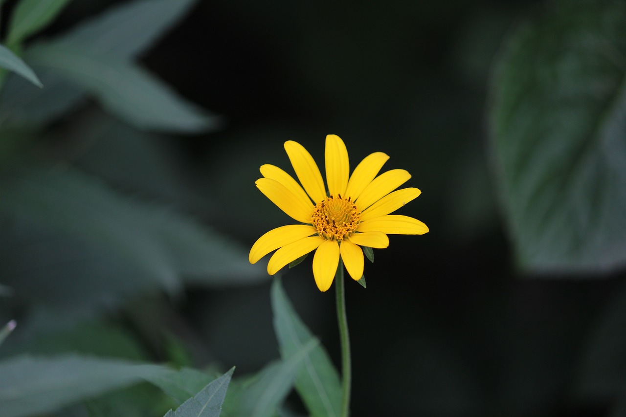 bloom summer sunflower free photo