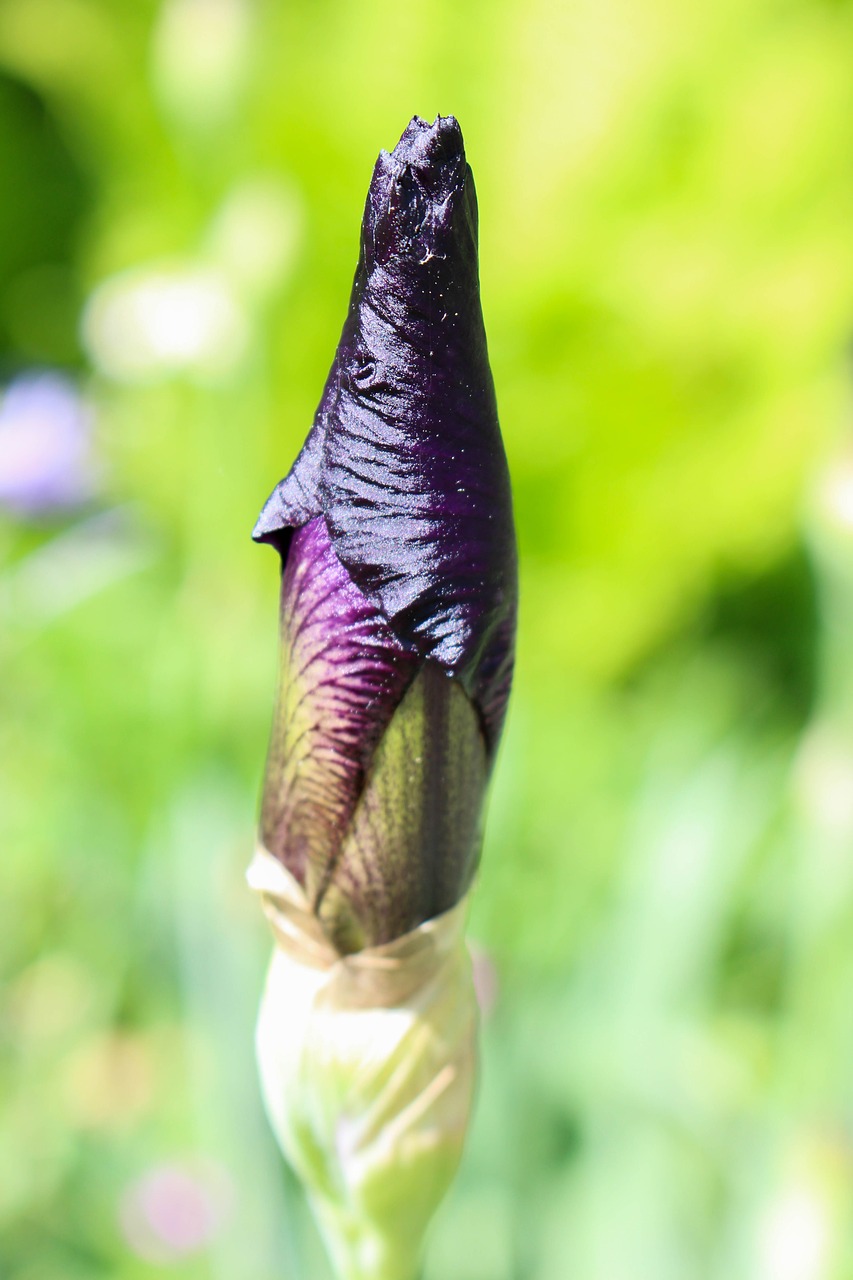 bloom flower nature free photo