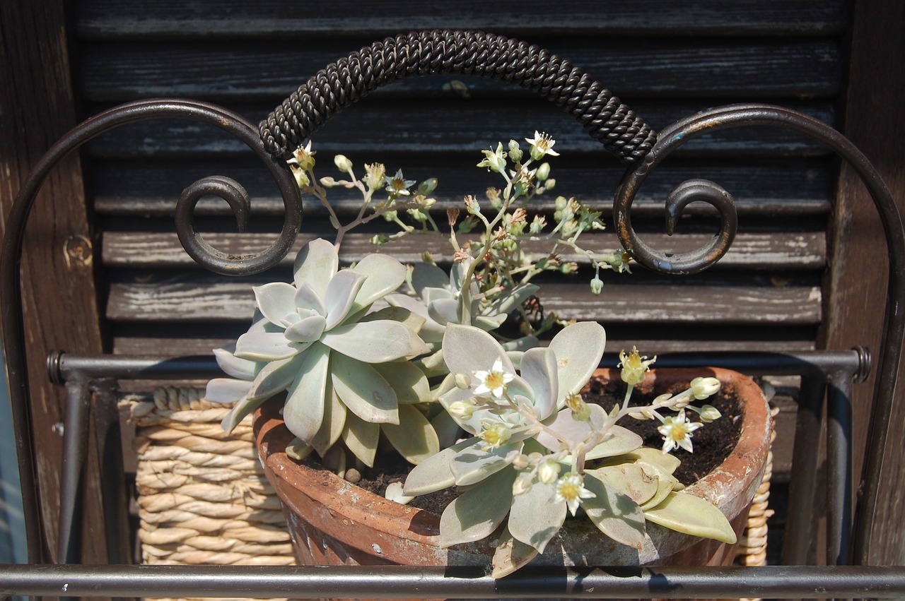 bloom  vase  graptopetalum free photo