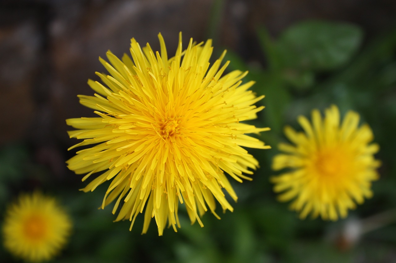 bloom  plant  flower free photo