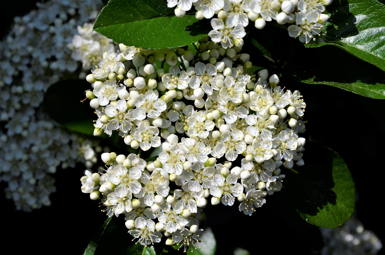 bloom  flower  white free photo