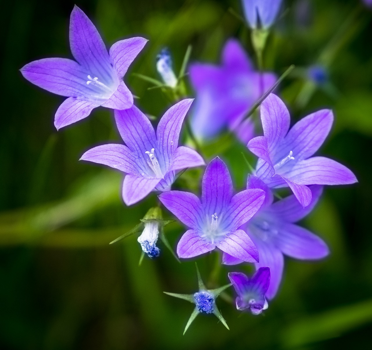 bloom  bush  violet free photo