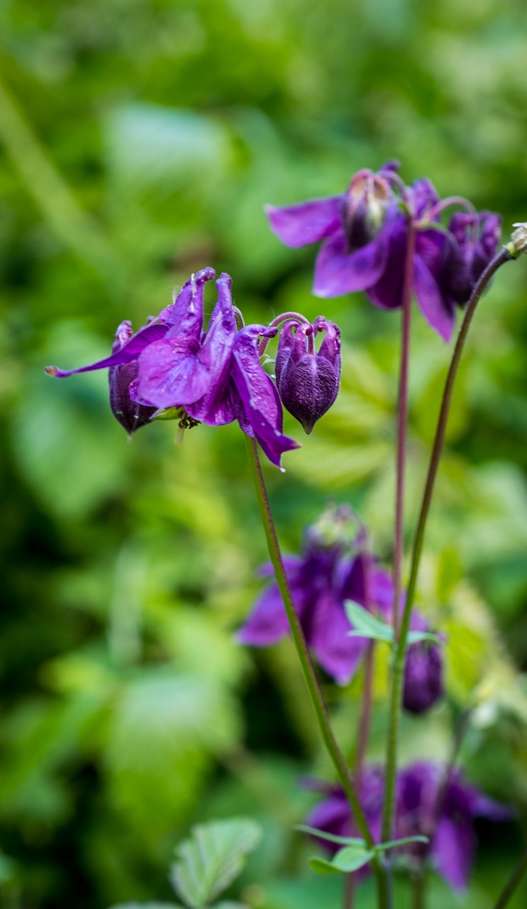 bloom  bush  violet free photo