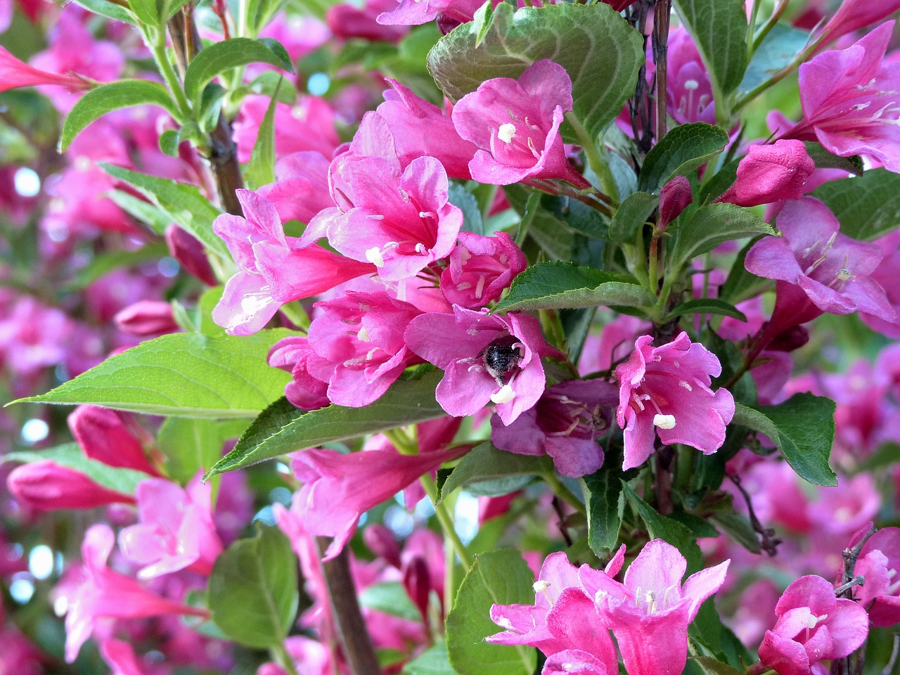 bloom  flowers  bush free photo