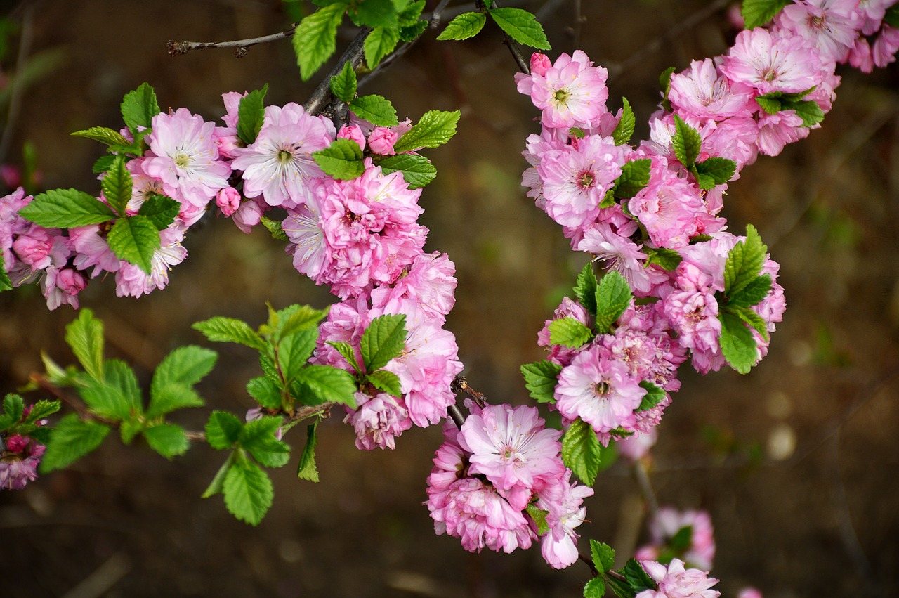 bloom  sakura  nature free photo