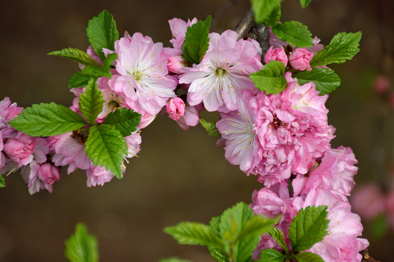 bloom  sakura  branch free photo